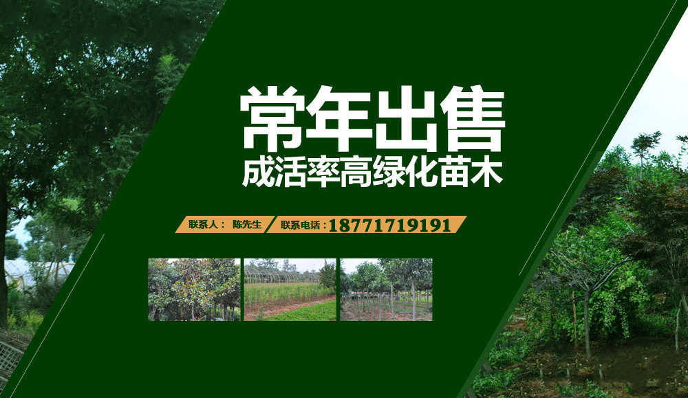 跨境独立站能做起来吗