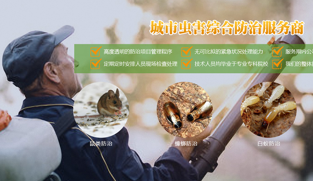 谷歌SEO是什么啊