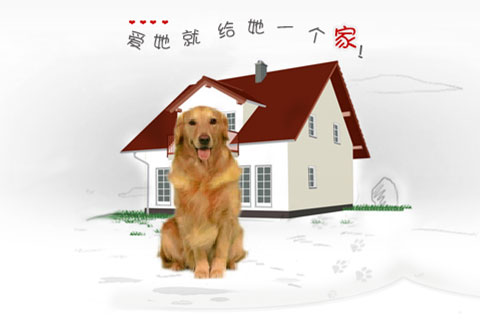 乐森宠物连锁店-宠物网站建设